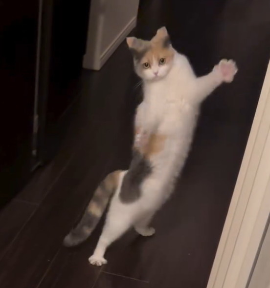 かくれんぼで飛び出す猫