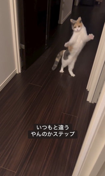 かくれんぼで飛び出す猫