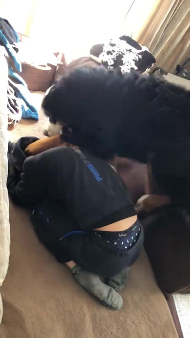 パンチするワンコ