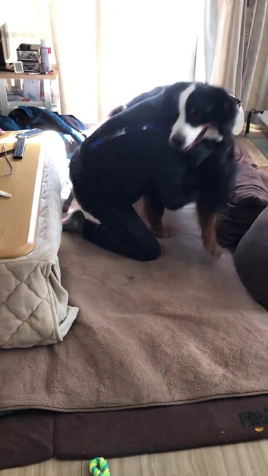 つかまえられるワンコ