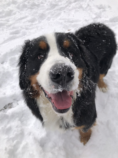 雪まみれになるワンコ