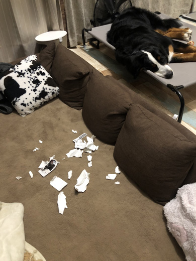 物を破壊するワンコ