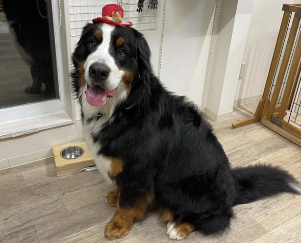 笑顔を見せるワンコ