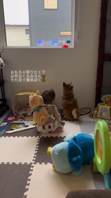 おもちゃを見上げるワンコ