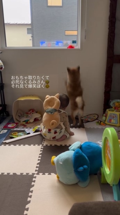 ジャンプするワンコ