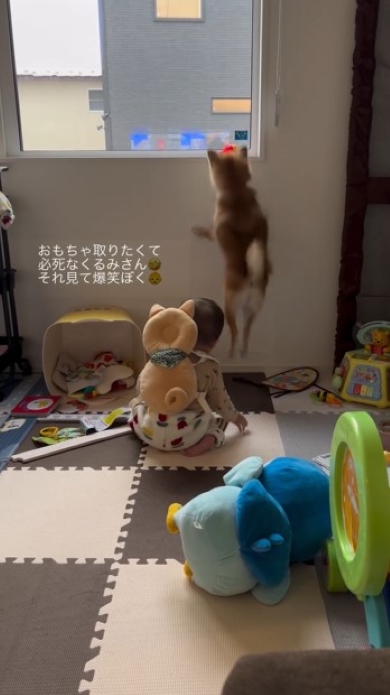 ジャンプするワンコ