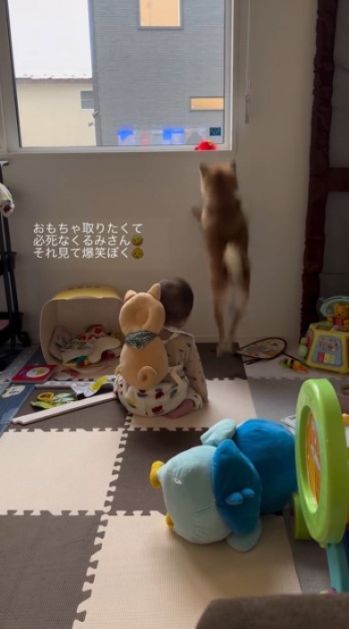 ジャンプするワンコ