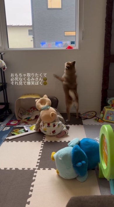 背伸びをするワンコ