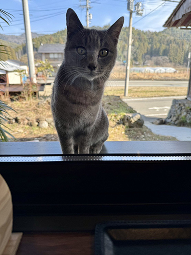 覗き込む猫ちゃん