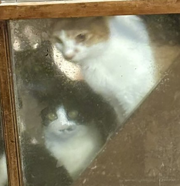 2匹のハチワレ猫ちゃん