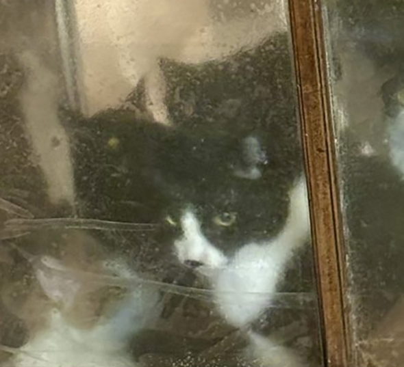 白黒ハチワレ猫ちゃんと後ろに黒猫ちゃん