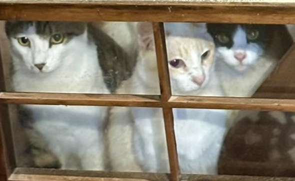 横に並んだ3匹の猫ちゃん