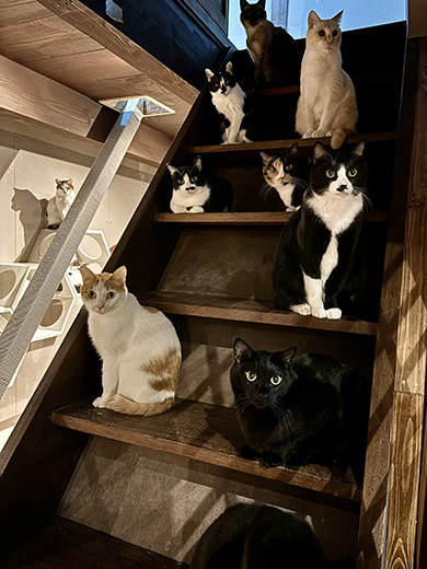 階段に並ぶ猫ちゃんたち