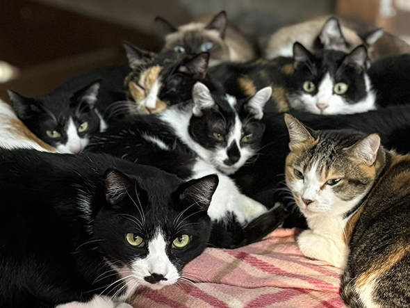 みっちり集まった猫ちゃんたち