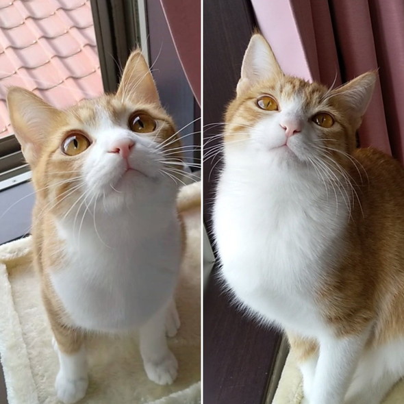 猫ちゃんの夏毛と冬毛の姿