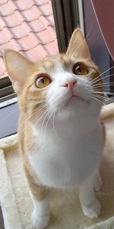 夏毛の猫ちゃん