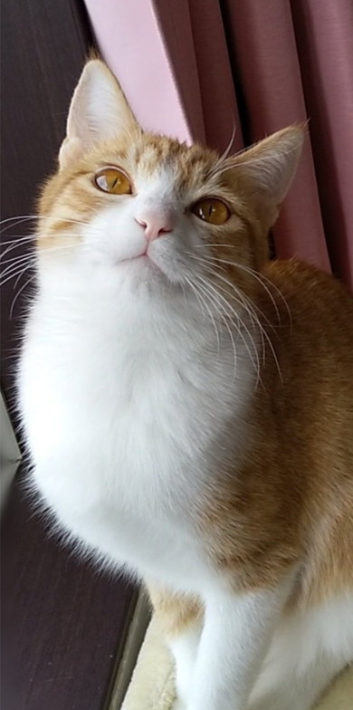 冬毛の猫ちゃん