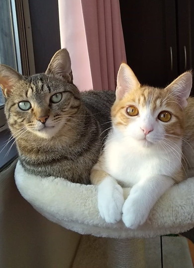2匹の猫ちゃん