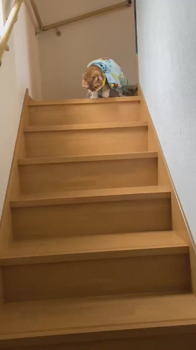 ブランケットをかぶった猫ちゃん