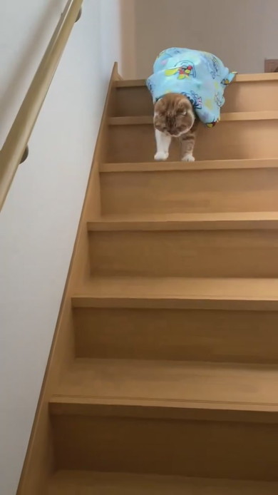 ブランケットをかぶって階段を降りる猫ちゃん