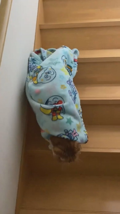 ブランケットをかぶって階段を降りる猫ちゃん