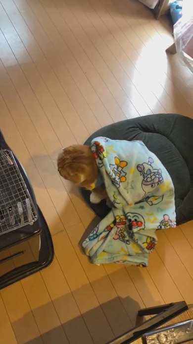 ブランケットをかぶってストーブ前で落ち着く猫ちゃん