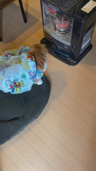 ブランケットをかぶってストーブ前で落ち着く猫ちゃん