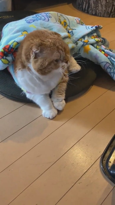 ブランケットをかぶってストーブ前で落ち着く猫ちゃん