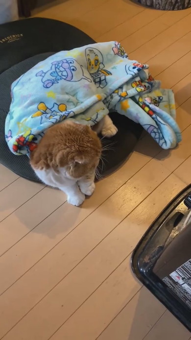 ブランケットをかぶってストーブ前で落ち着く猫ちゃん