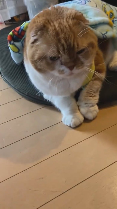 ブランケットをかぶってストーブ前で落ち着く猫ちゃん