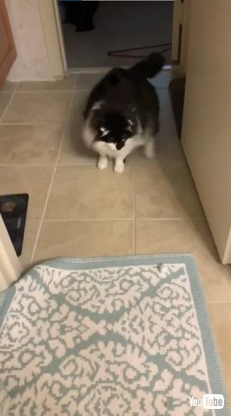 マットを警戒する猫