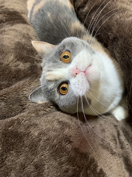 ちゅーるを守る猫