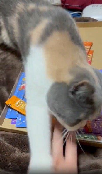 ちゅーるを守る猫