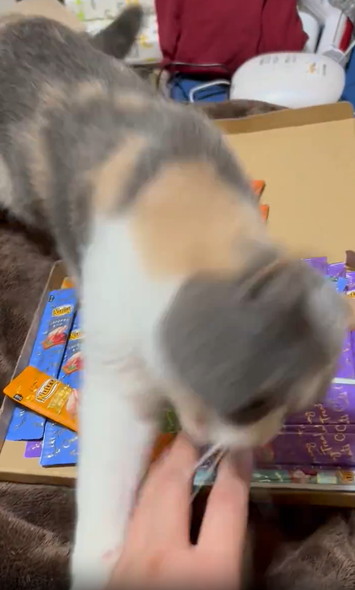 ちゅーるを守る猫