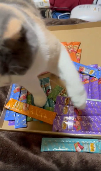 ちゅーるを守る猫