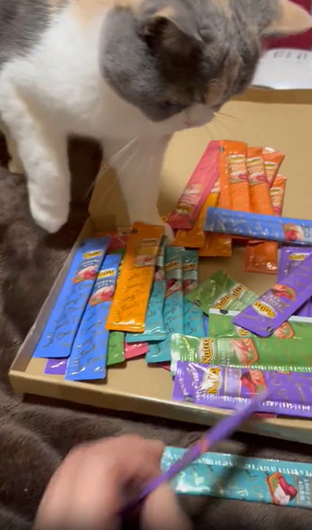 ちゅーるを守る猫