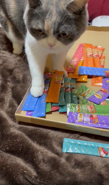 ちゅーるを守る猫