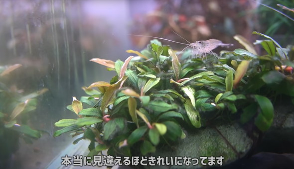 水草とエビ