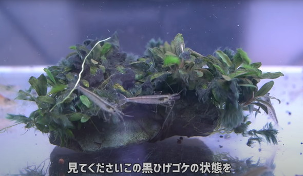 水草とエビ