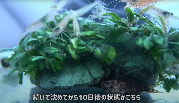 水草とエビ