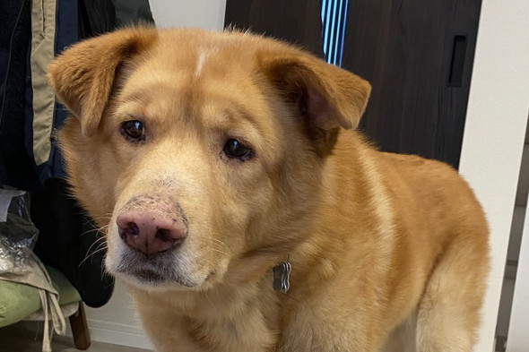 不思議そうな顔の大型ミックス犬