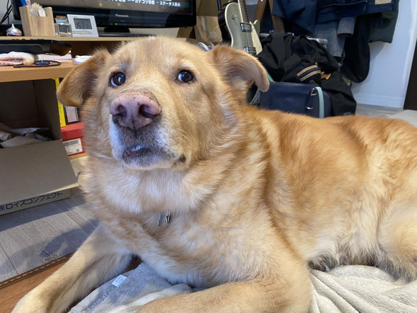 飼い主さんを見つめる大型ミックス犬