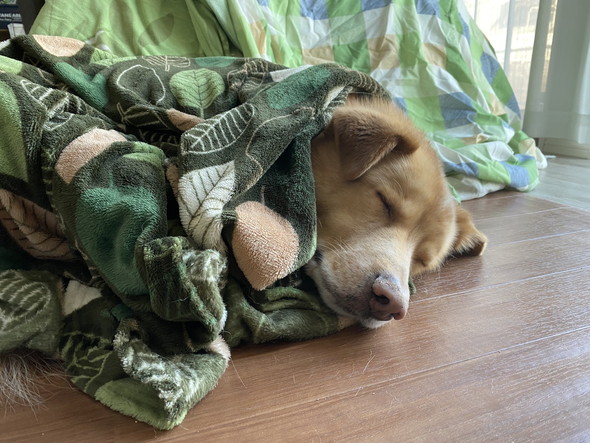 眠っている大型ミックス犬