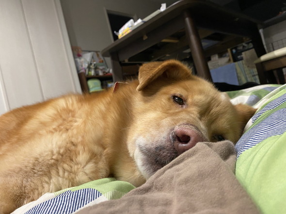 眠そうな大型ミックス犬