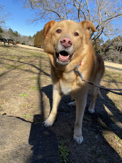 お散歩中の大型ミックス犬