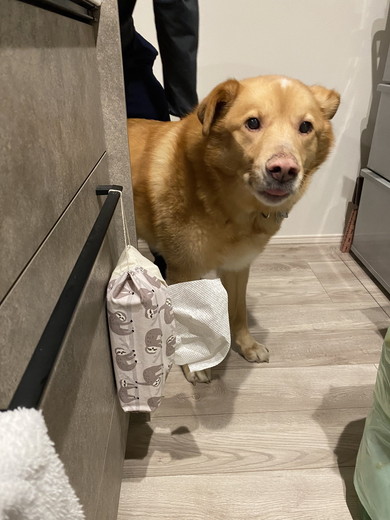 キッチンに顔を出す大型ミックス犬