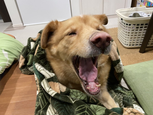 あくびをする大型ミックス犬