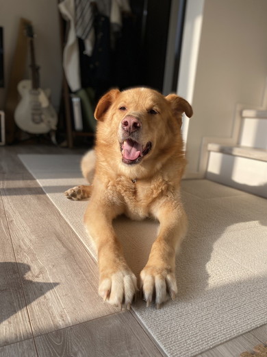 くつろぐ大型ミックス犬