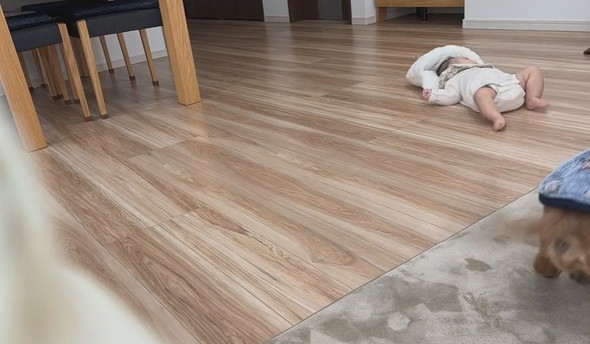 背ばいで進む赤ちゃんとウロチョロするワンコ