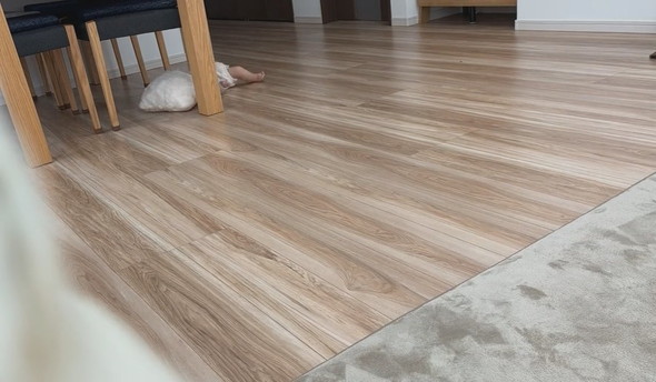 背ばいで進む赤ちゃんとウロチョロするワンコ